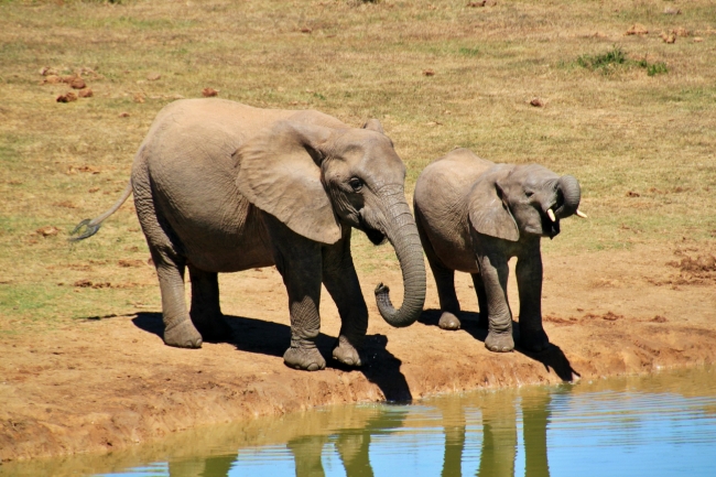 SUDAFRICA Oro Superior Ciudad del Cabo  Zululand y Reserva  