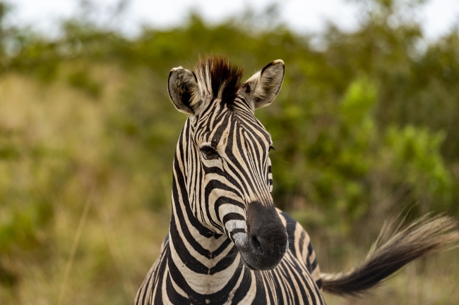 SUDAFRICA CLASICA Y RUTA JARDIN