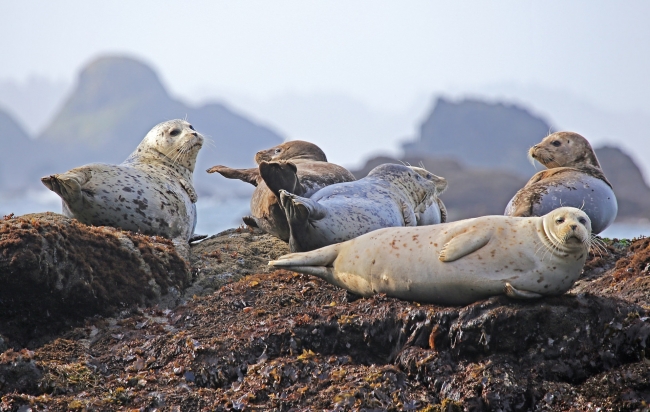 PENINSULA VALDES - PUERTO MADRYN EXCURSIONES REGULARES