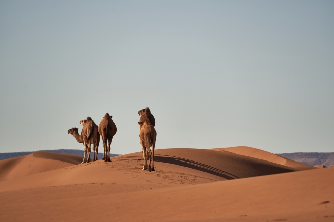 MARRUECOS - CIUDADES IMPERIALES desde Costa del Sol